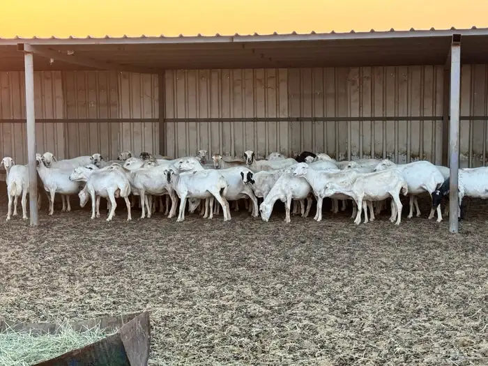 ضان رفيديات خصم دفيع والأغلبية واصلات تولد 4