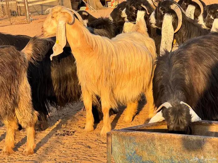 ماعز عوارض صنف فاخر دفيع من مزرعة نوادر 14