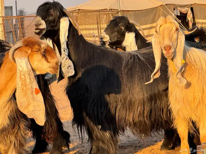 ماعز عوارض صنف فاخر دفيع من مزرعة نوادر 15