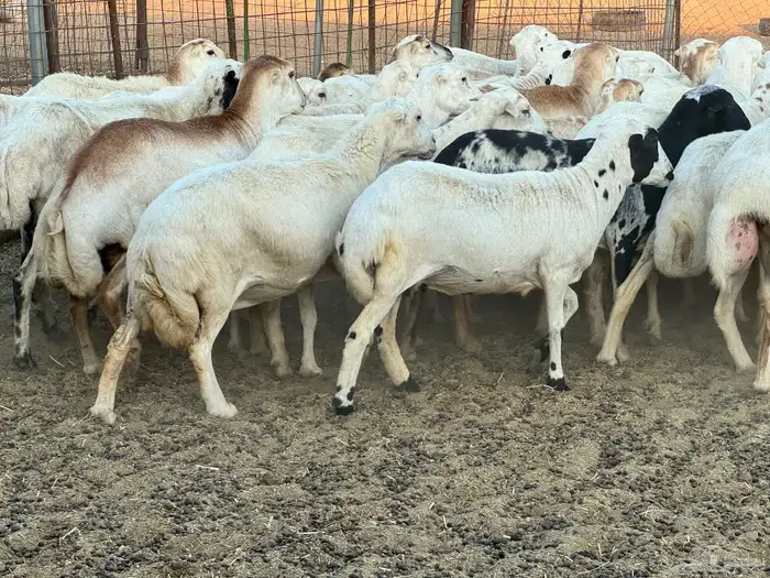 ضان رفيديات خصم دفيع والأغلبية واصلات تولد 7