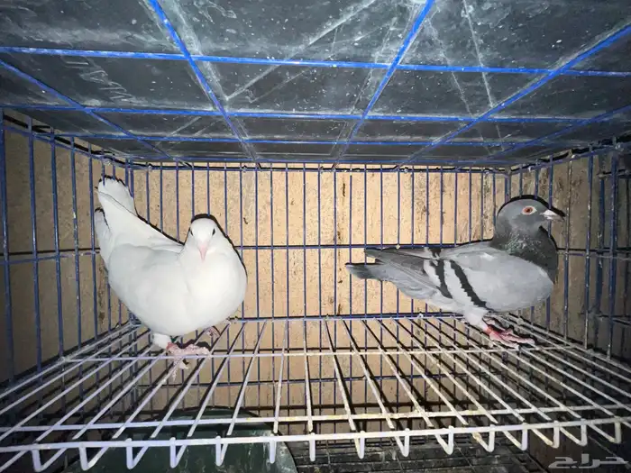 حمام زاجل هولندي 2