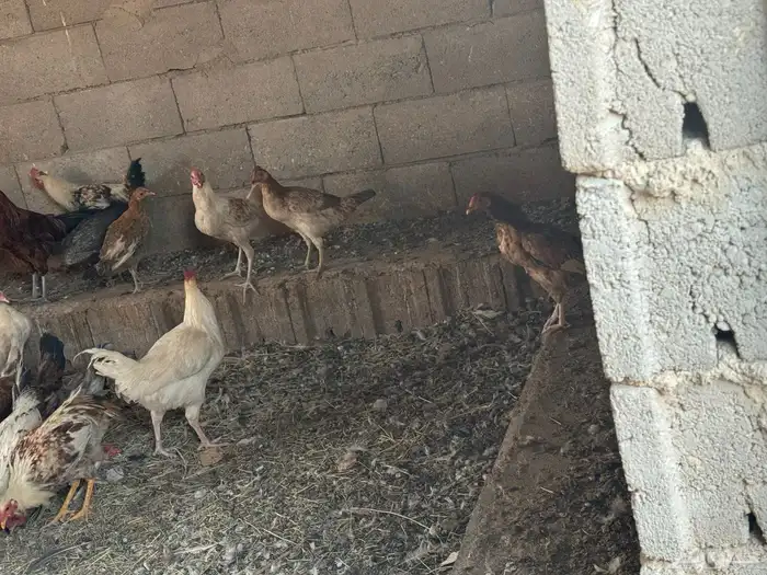 دجاج بلادي 3