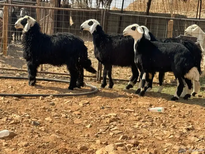 عرضين رخال. حريات ونجد 6