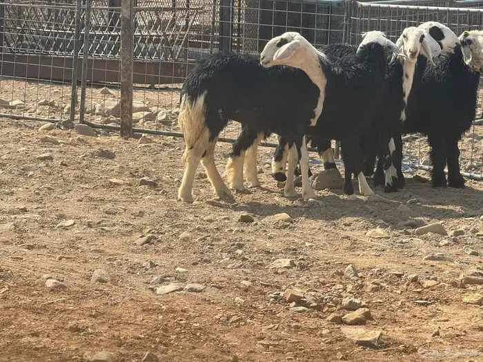 عرضين رخال. حريات ونجد 7