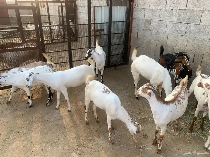 جفير العدد 10 رؤوس تربية ومطربات شي طيب ونظيف 5