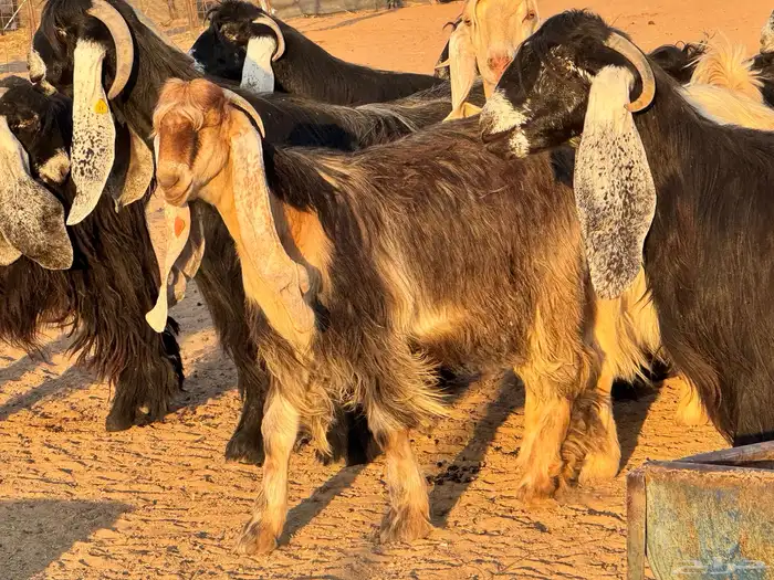 ماعز عوارض صنف فاخر دفيع من مزرعة نوادر 10