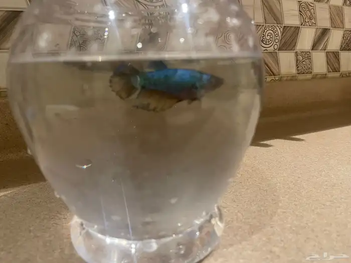 سمك فايتر انثى فايتر 3