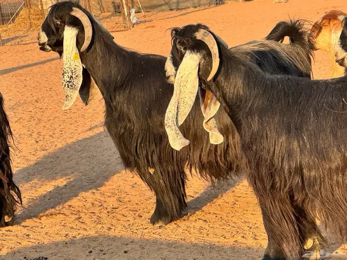 ماعز عوارض صنف فاخر دفيع من مزرعة نوادر 9
