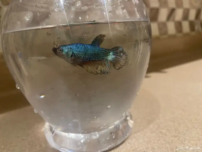 سمك فايتر انثى فايتر 2