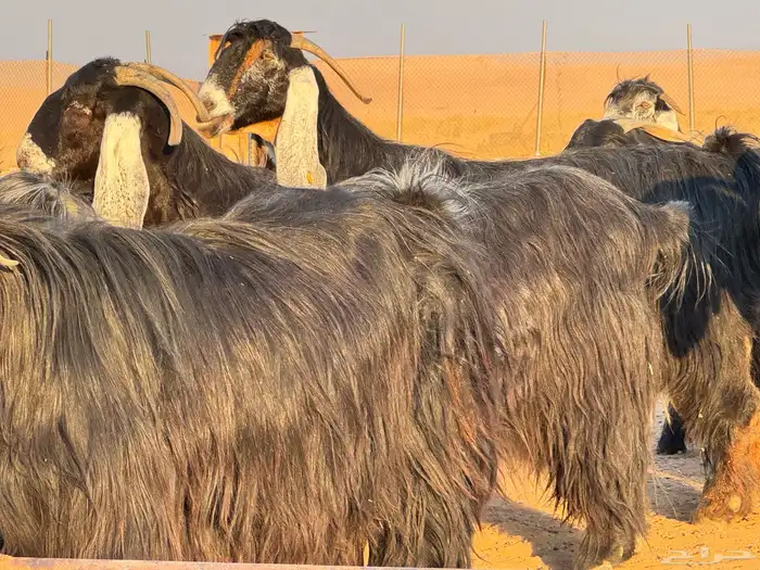ماعز عوارض صنف فاخر دفيع من مزرعة نوادر 13