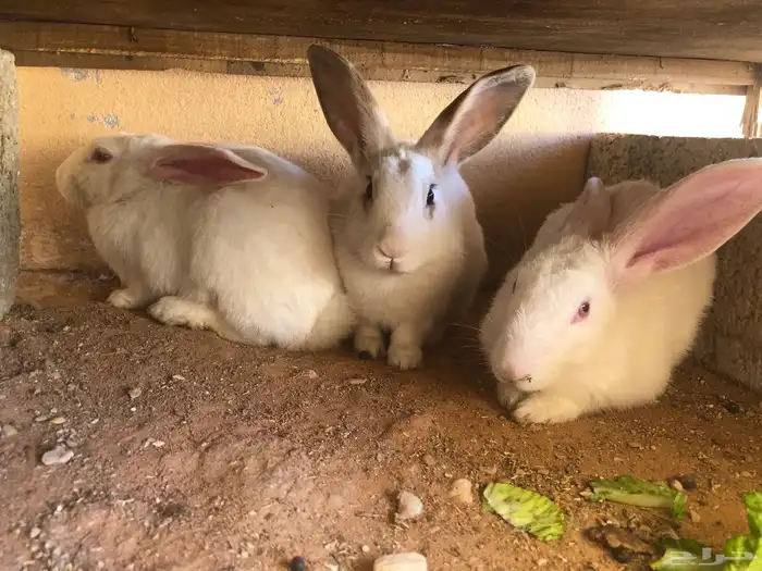 أرانب للبيع على السوم 3