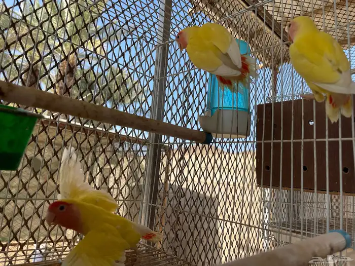 زوج روز لاتينو رد فيس بفرخه 1