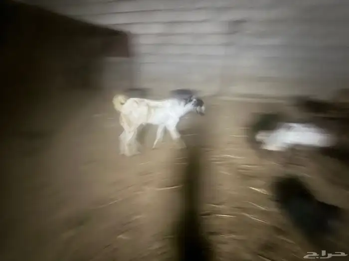 تيس للبيع السعر على السوم 2