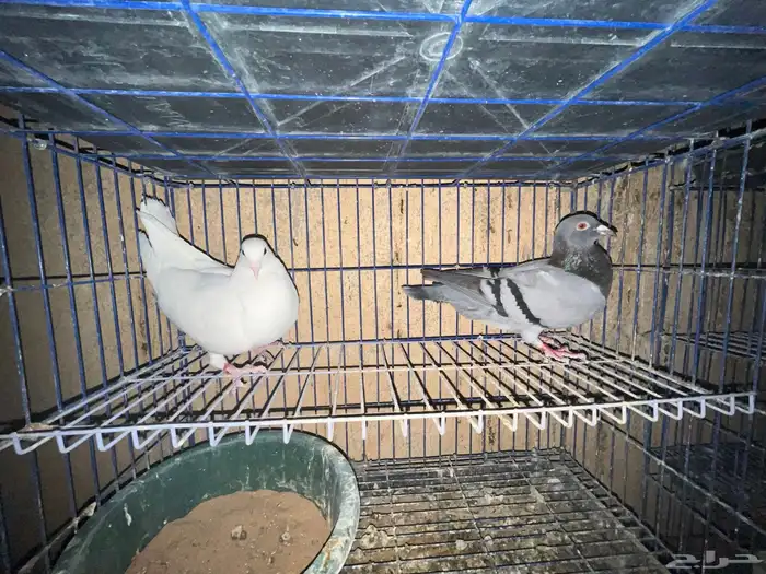 حمام زاجل هولندي 3