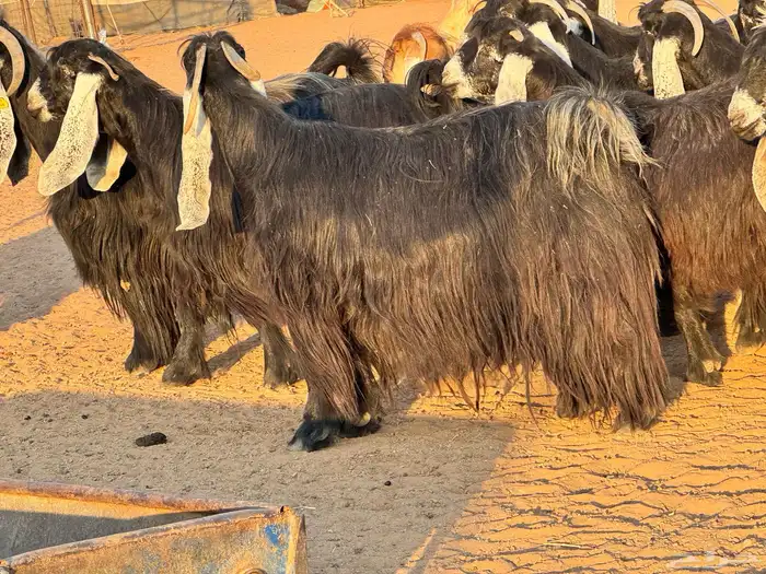 ماعز عوارض صنف فاخر دفيع من مزرعة نوادر 8