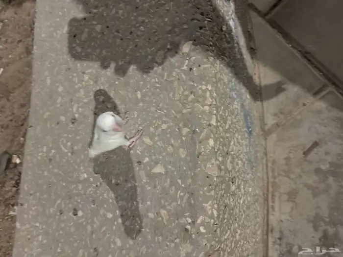 طير روز اليف هدد خارجي بس يبيله أعاده تدريب اللون البينو 4