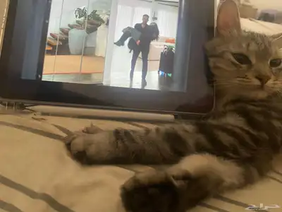 انثى للتبني index