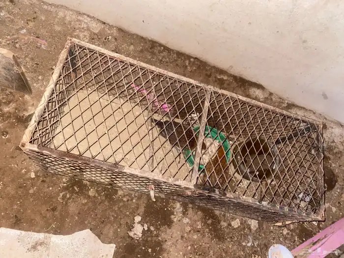 دجاج للبيع 2