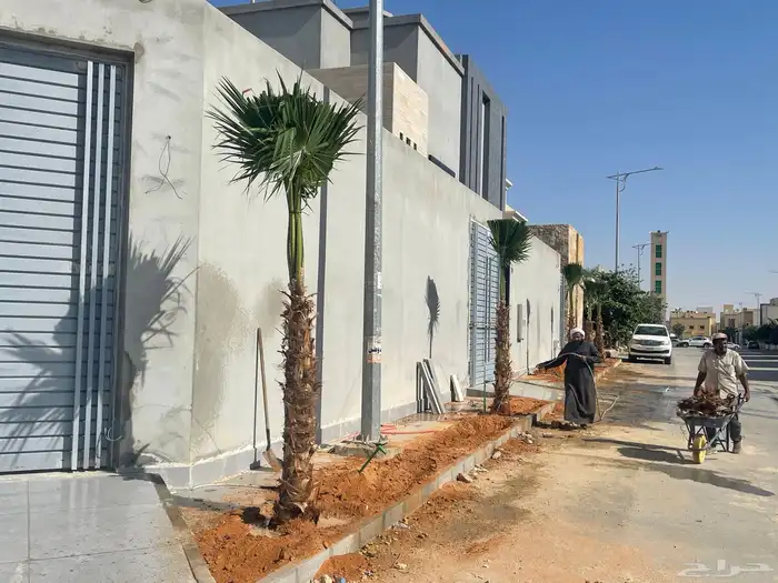 نخيل واشنطونيا للبيع 9