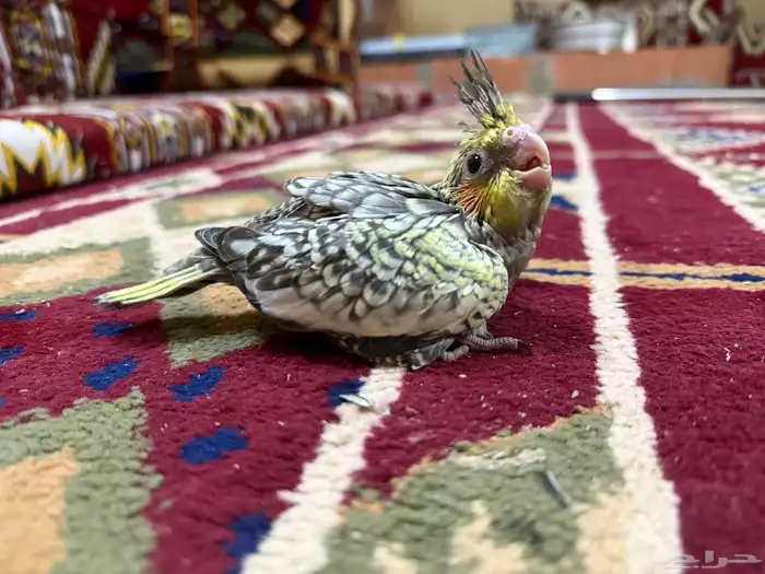 للبيع فرخين كروان 2