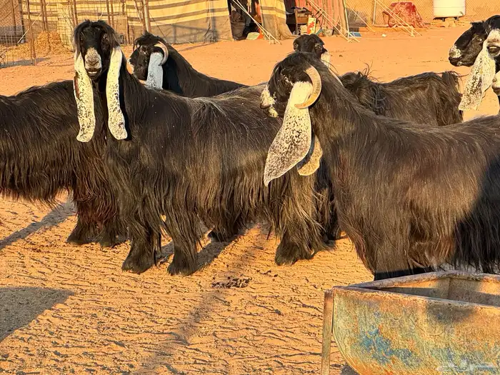 ماعز عوارض صنف فاخر دفيع من مزرعة نوادر 12