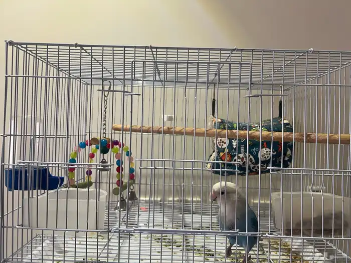 روز اليف غير هدد 3