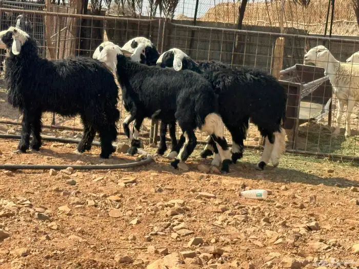 عرضين رخال. حريات ونجد 5