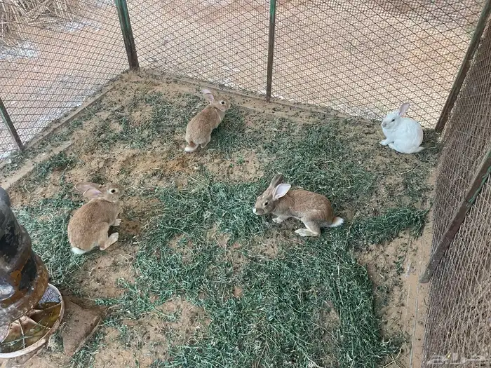 للبيع ارانب بلدي وبح 0