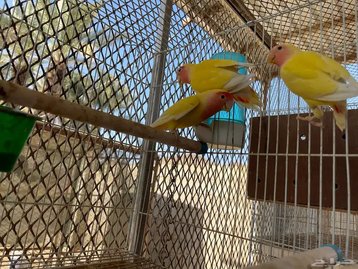 زوج روز لاتينو رد فيس بفرخه 0