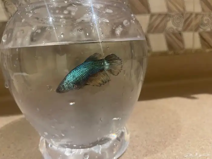 سمك فايتر انثى فايتر 0