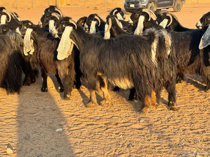 ماعز عوارض صنف فاخر دفيع من مزرعة نوادر 3