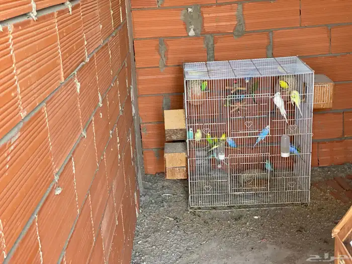 طيور الحب البادجي منتجه على ضمانتي 2