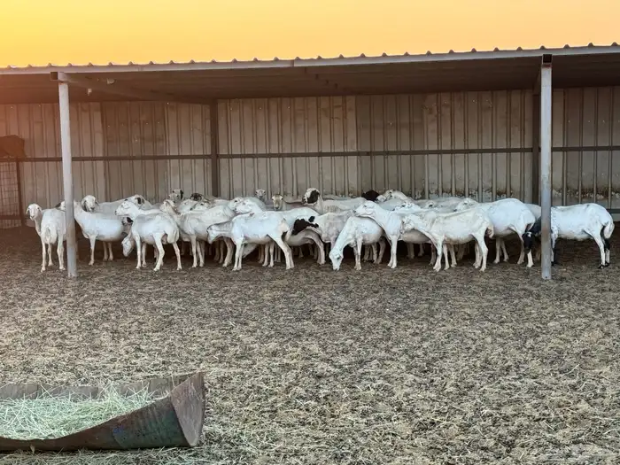 ضان رفيديات خصم دفيع والأغلبية واصلات تولد 2