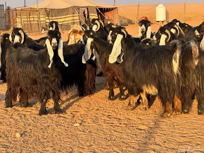 ماعز عوارض صنف فاخر دفيع من مزرعة نوادر 1