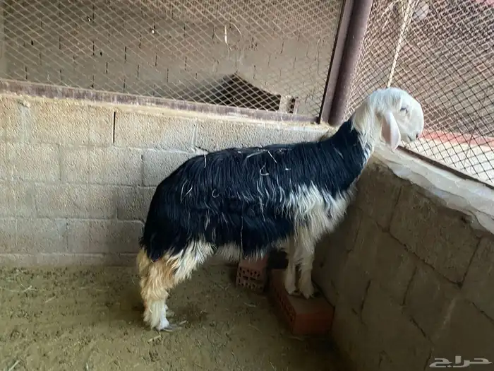 رخله نجديه 0