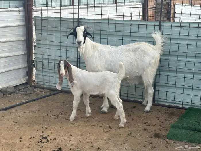 عنز قبرصيه معاها اثنين تيوس بعمر شهرين 3