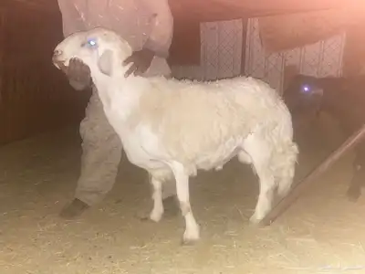 خروف فحل للبيع index