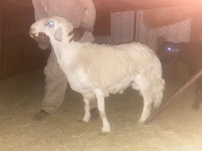 خروف فحل للبيع 0