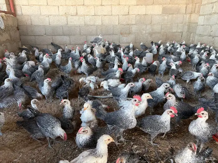 بط بكيني وبط سوداني ودجاج فيومي 2