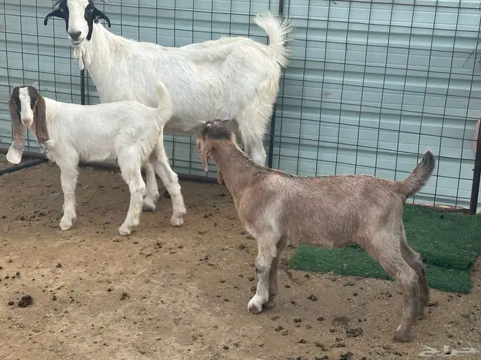 عنز قبرصيه معاها اثنين تيوس بعمر شهرين 5