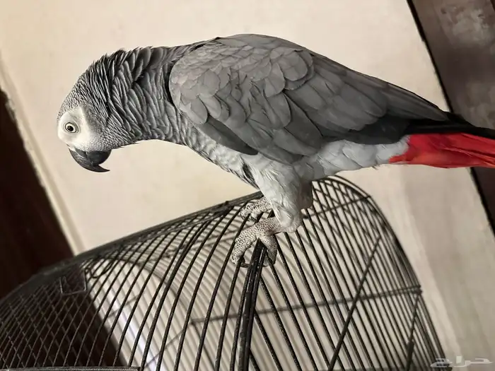 كاسكو متكلم 1