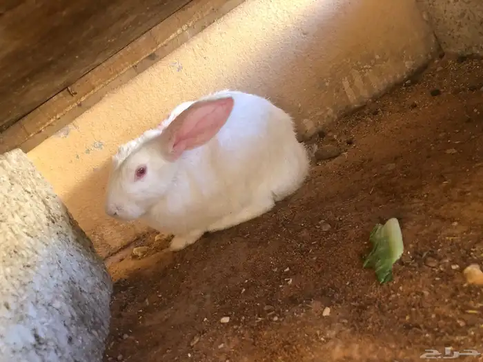 أرانب للبيع على السوم 1