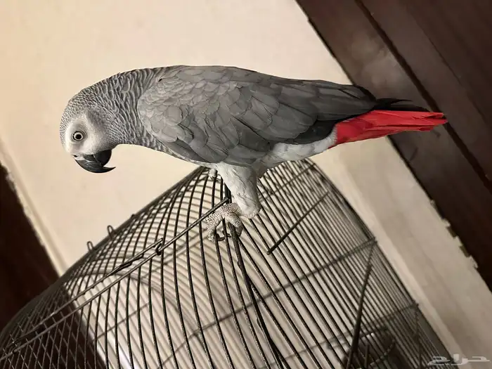 كاسكو متكلم 6