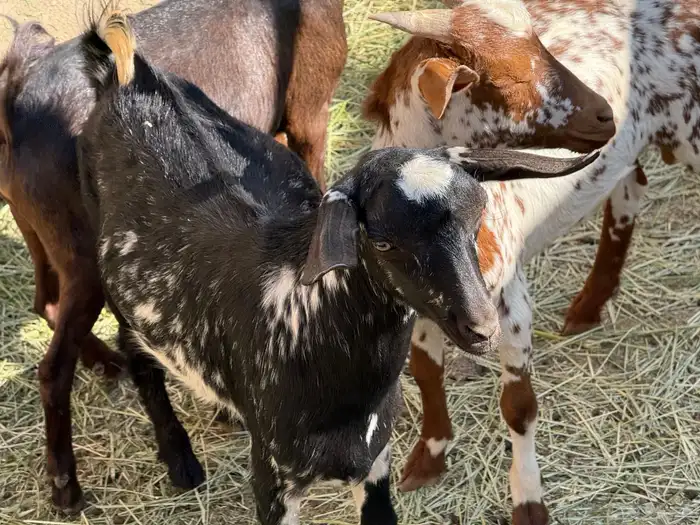 6تيوس حص بلدية 2