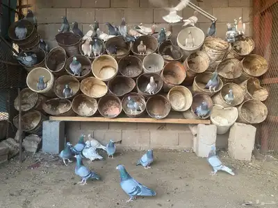 للبيع حمام زاجل index