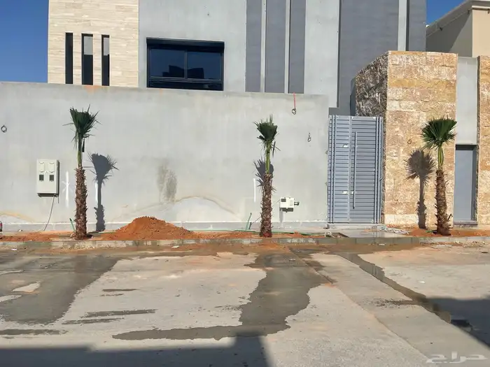 نخيل واشنطونيا للبيع 10