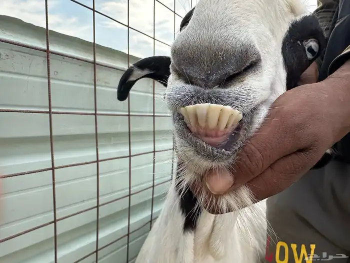 عنز قبرصيه معاها اثنين تيوس بعمر شهرين 4