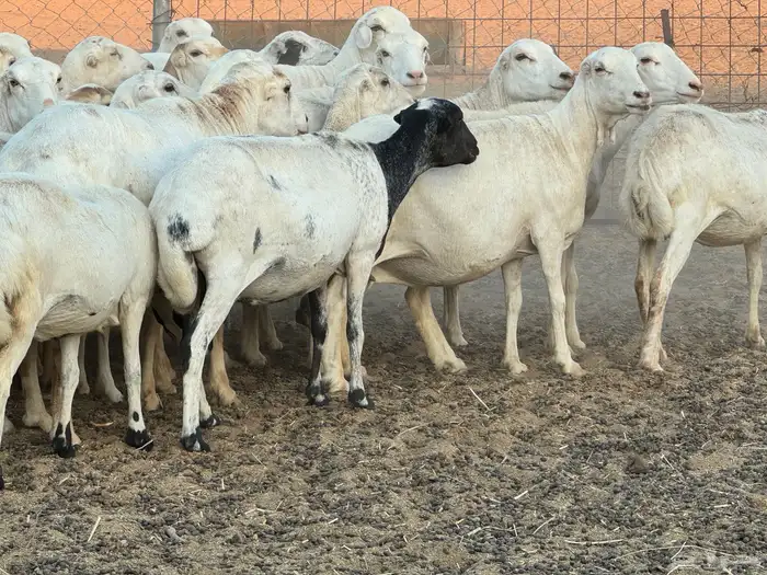 ضان رفيديات خصم دفيع والأغلبية واصلات تولد 5