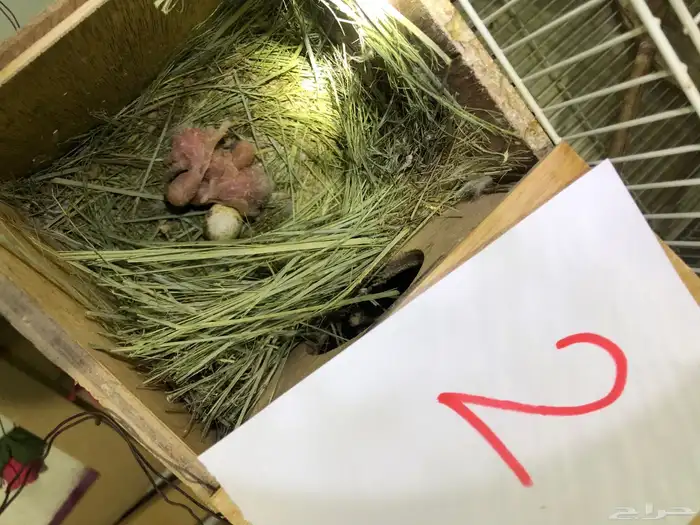 طيور روز للبيع مع فروخهم 2
