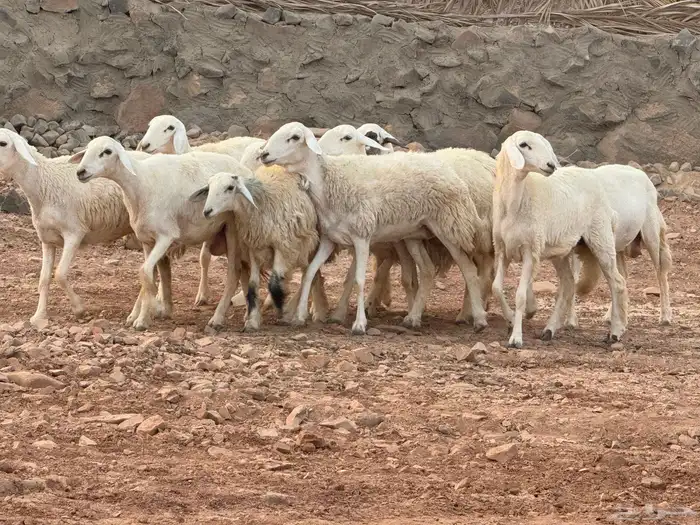 عرضين رخال. حريات ونجد 3